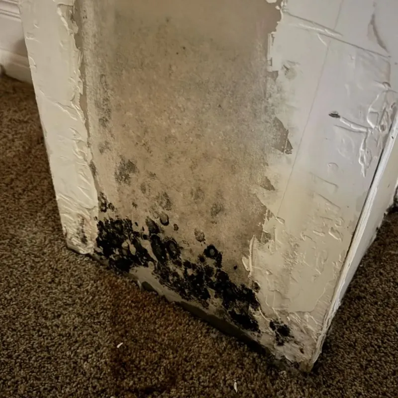 Professional Mold Removal in Clay County, MO
